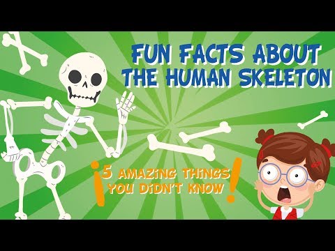 Fascinating Functions of Human Bones in Our Bodies