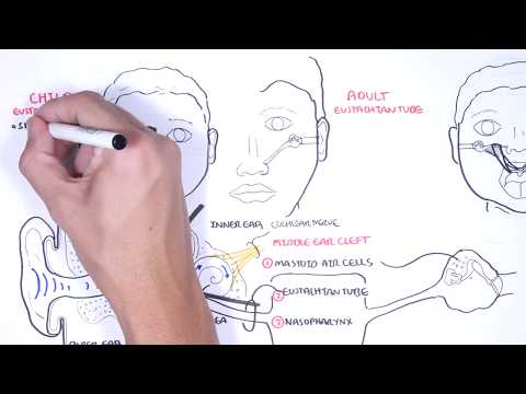 Pathophysiology of Otitis Media: A Scientific Perspective