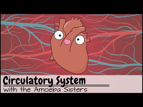 Vital Functions of the Cardiovascular System Unveiled