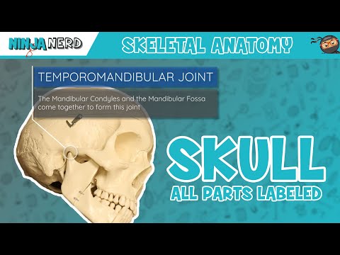 Unraveling the Complex Structure of the Human Skull