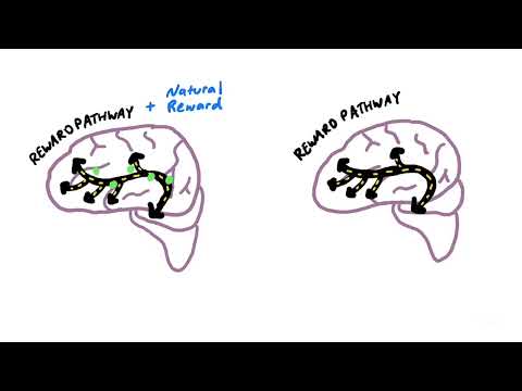 Addiction Neuroscience 101: Key Concepts and Discoveries