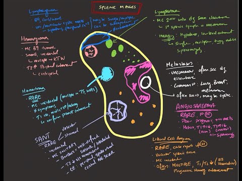 Radiological Characteristics of Splenic Hemangiomas