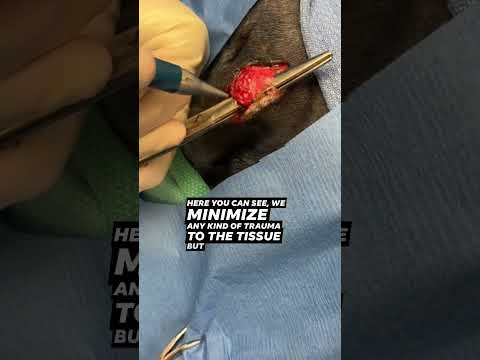 Cytological Insights into Sebaceous Cysts in Dogs