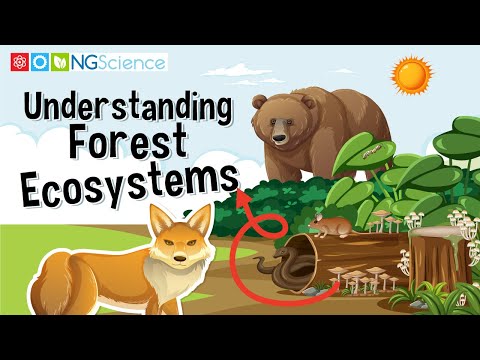 Fascinating Interactions in Forest Ecosystems and Biodiversity