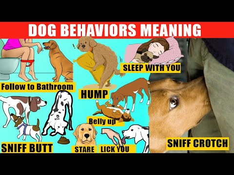 Male Dog Anatomy and Its Role in Health and Behavior