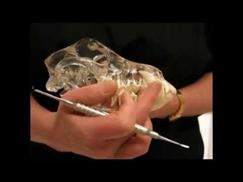 Canine Mouth Anatomy and Its Role in Health and Behavior