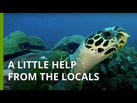 Local Marine Biology Initiatives and Community Engagement