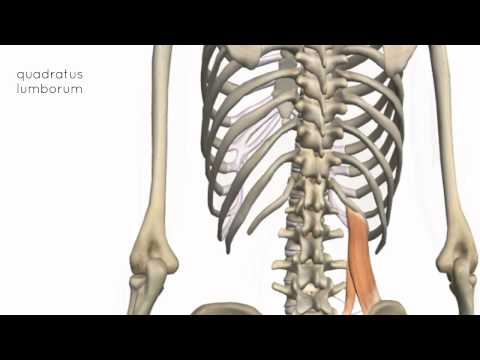 Functions and Importance of Posterior Abdominal Wall Muscles
