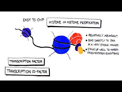 Chromatin Immunoprecipitation Sequencing in Modern Research