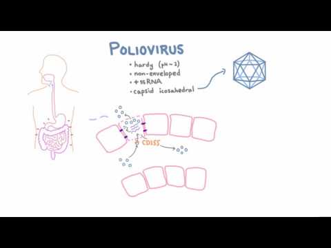 Pathophysiology of Poliomyelitis and Its Implications for Health