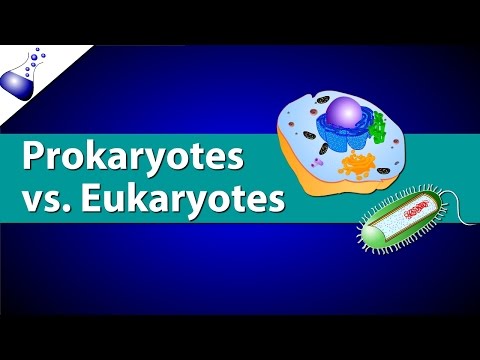 Characteristics of a Typical Prokaryotic Cell in Nature