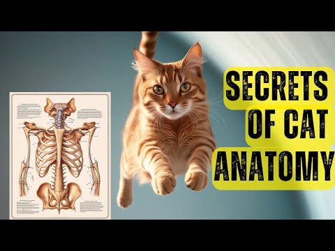 Intricate Structures of Cat Foot Anatomy and Function