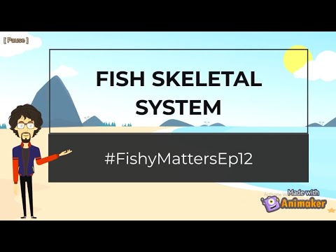 Fish Bone Anatomy: Insights into Structure and Function