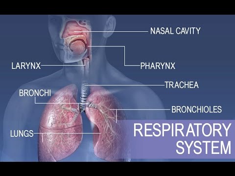 Breathing Anatomy and Physiology in Scientific Outreach