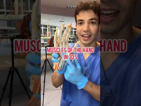 The Science Behind Hand Muscles in the Palm and Their Functions