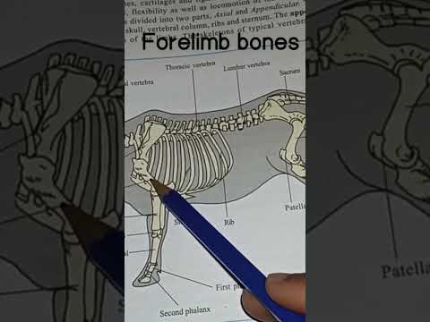 Cattle Muscle Anatomy and Its Role in Animal Health