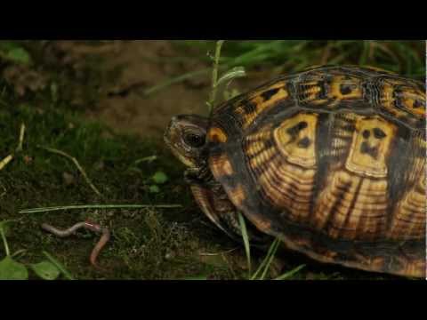 Anatomy of Box Turtles: Unique Features and Adaptations