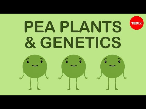 Gregor Mendel's Pioneering Experiments in Genetics