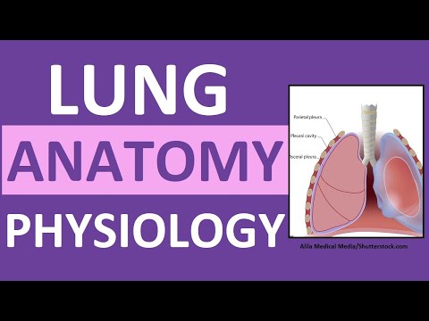 Unveiling the Complexities of Lung Anatomy and Physiology