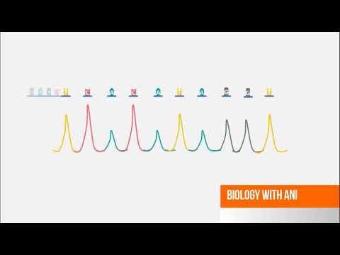Advancements in Capillary Electrophoresis Sequencing Techniques
