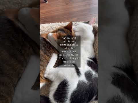 Feline Spine Anatomy and Its Role in Cat Health