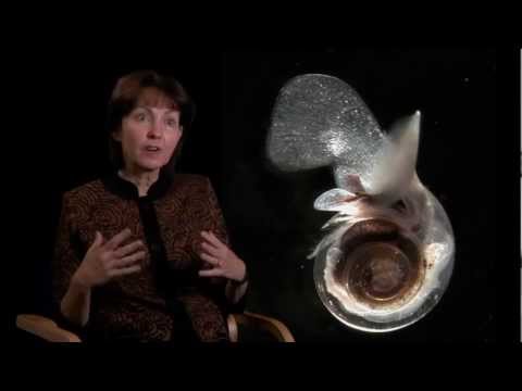 Ocean pH Trends and Their Significance for Marine Life