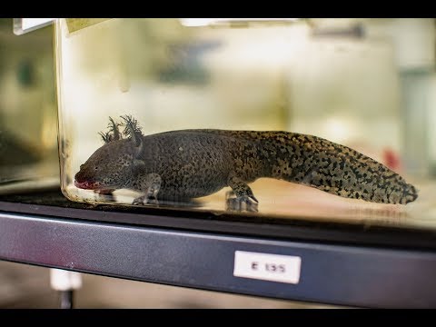 New Insights from the Axolotl Genome Project