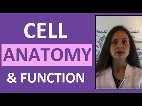 Anatomy in Biology: A Foundation for Life Sciences