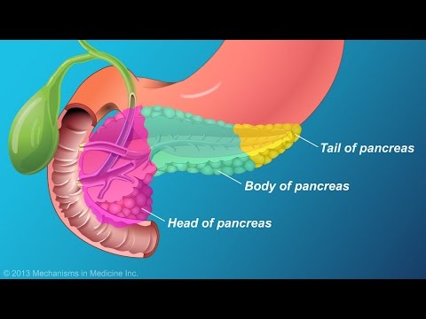 Pancreas Function and Structure in Canine Anatomy