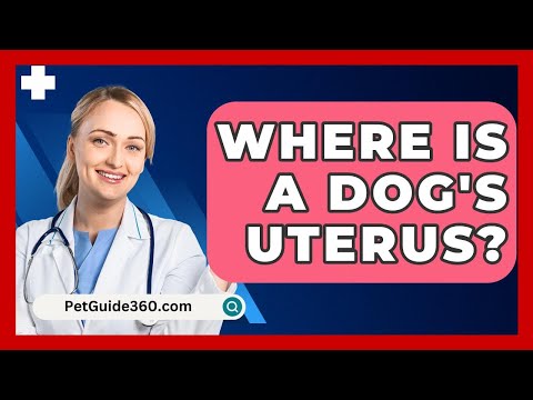 Dog Vulva Anatomy and Its Importance in Canine Health