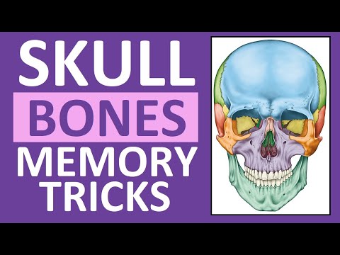The Fascinating Structure and Function of the Human Skull