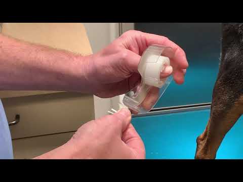 Advancements in Canine Skin Cytology for Veterinarians