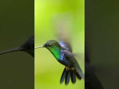 Fascinating Hummingbird Behaviors in Nature and Science