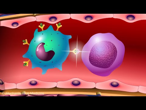 Immunology Shots and Their Role in Modern Medicine