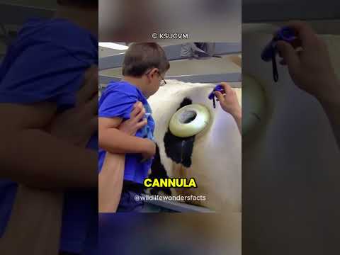 Insights into the Anatomy of Domestic Animals by Pasquini