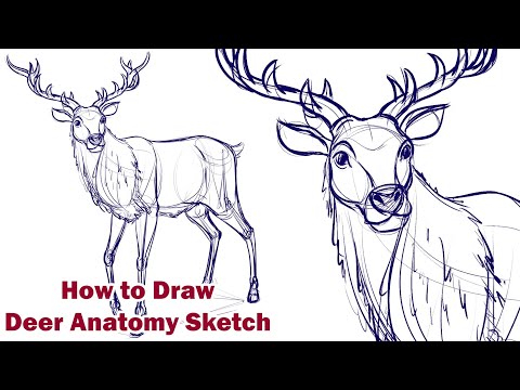 Deer Anatomy Drawing for Scientific Outreach and Education