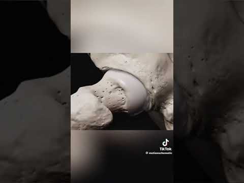 Unveiling the Complexity of Human Back Muscles in Anatomy