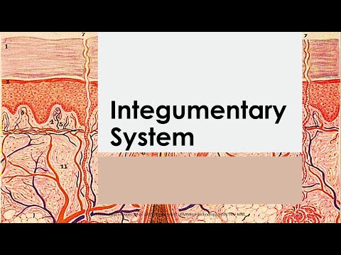 Engaging with Seeley’s Essentials of Anatomy and Physiology
