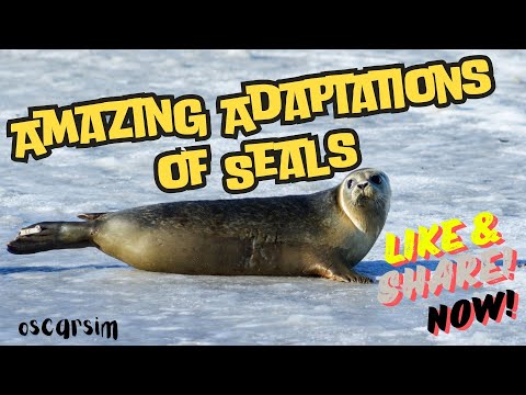 Fascinating Insights into Seal Behavior and Adaptations