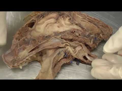 The Scientific Structure of a Cat’s Mouth and Its Functions