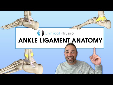 Anatomy of the Left Ankle: Structure and Function Explained