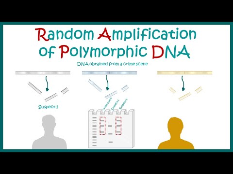 Revolutionizing Genetics with RFLP Techniques and Applications