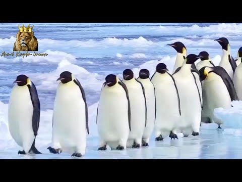 Behavioral Patterns of Emperor Penguins in Harsh Climates