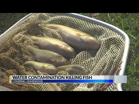 Fish Pollution: The Science Behind Water Contamination