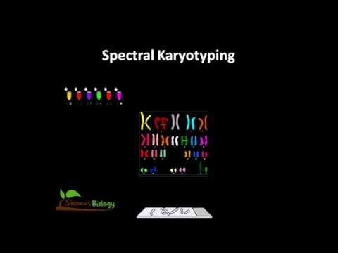 Advancements in Spectral Karyotyping for Genetic Research