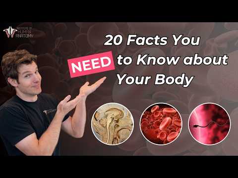 Fascinating Insights into Human Body Anatomy