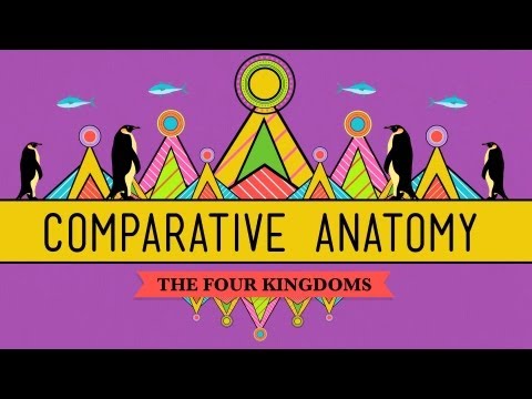 Comparative Anatomy of Vertebrates: Insights into Evolution