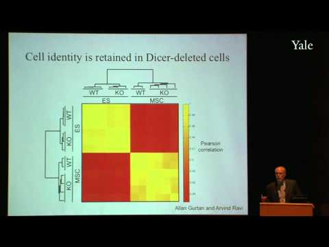 Unraveling the Role of UTR DNA in Gene Regulation