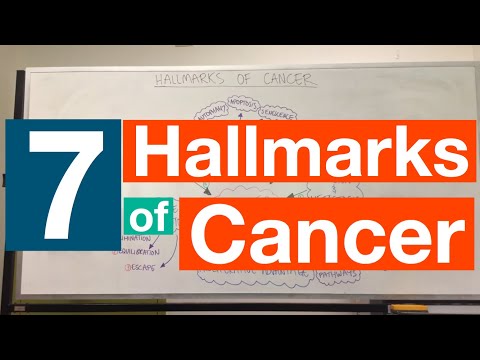 p63 Pathology Outlines in Cancer Research and Diagnosis