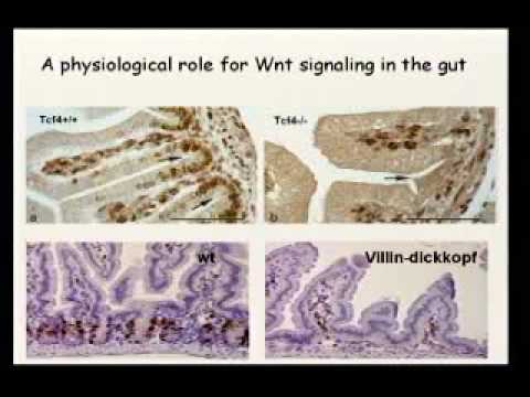 Lgr5 Gene: Pioneering Research in Stem Cell Biology
